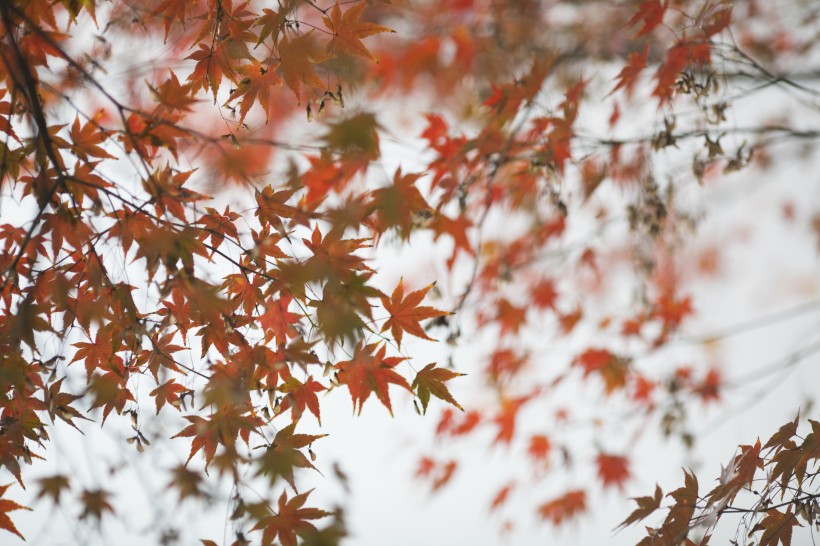 点击大图看下一张：好看的枫树树叶图片