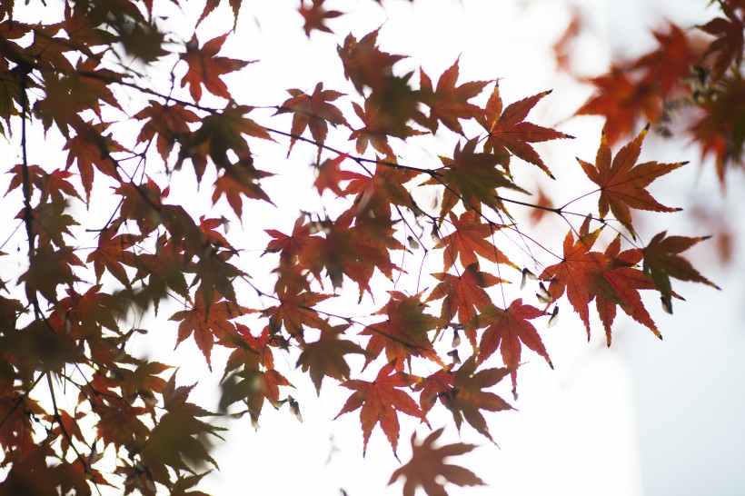 点击大图看下一张：好看的枫树树叶图片