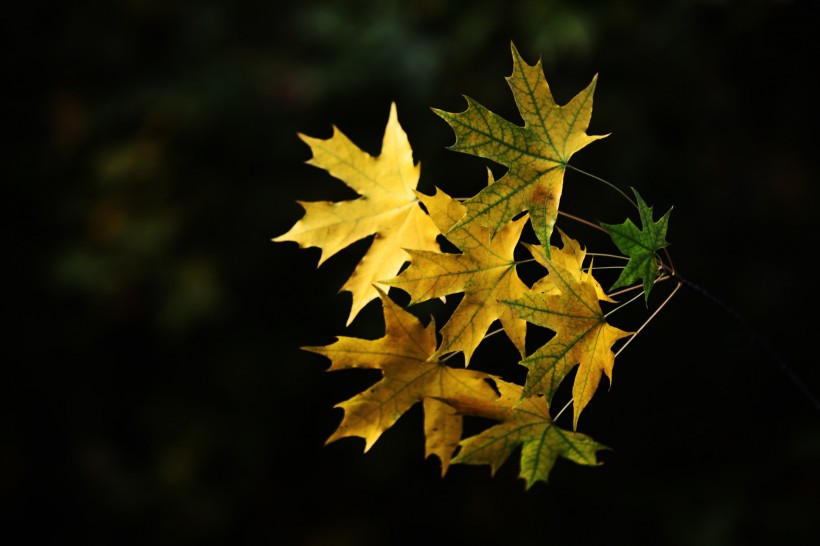 点击大图看下一张：秋天萧瑟的枫叶图片