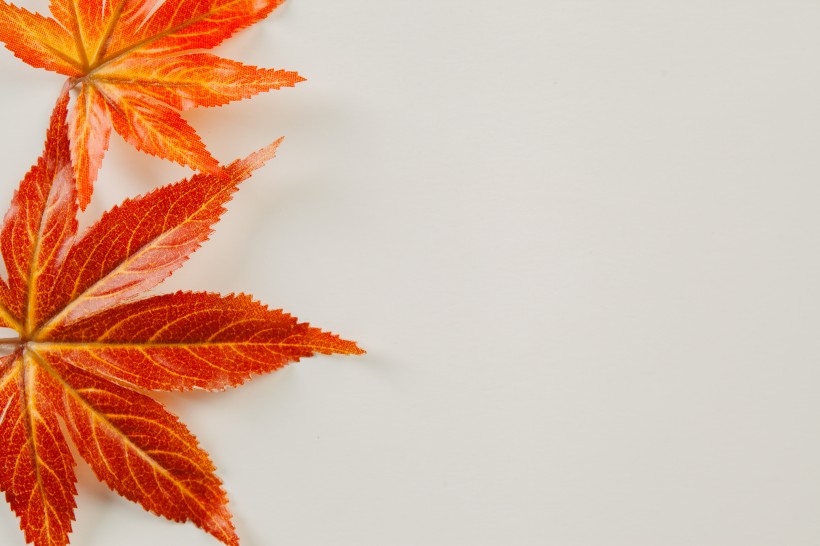 点击大图看下一张：秋天红色枫叶图片
