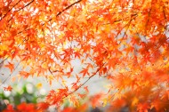 秋季漂亮的枫叶图片_9张