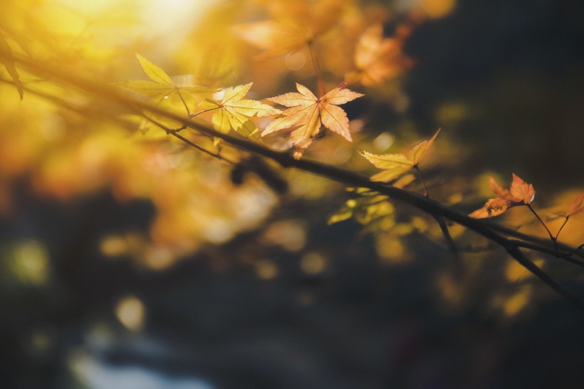点击大图看下一张：秋季漂亮的枫叶图片