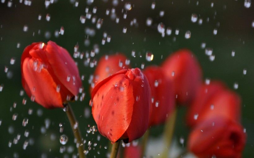 点击大图看下一张：风雨中的花儿图片