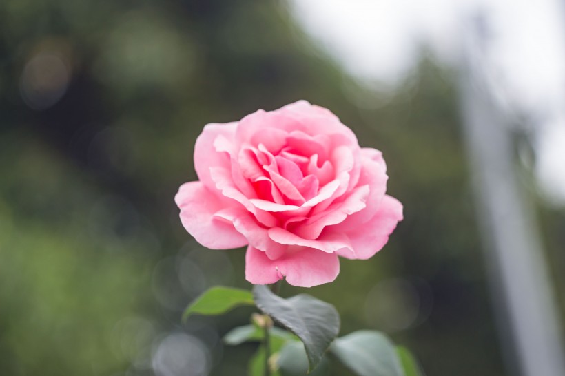 点击大图看下一张：粉红的玫瑰花图片