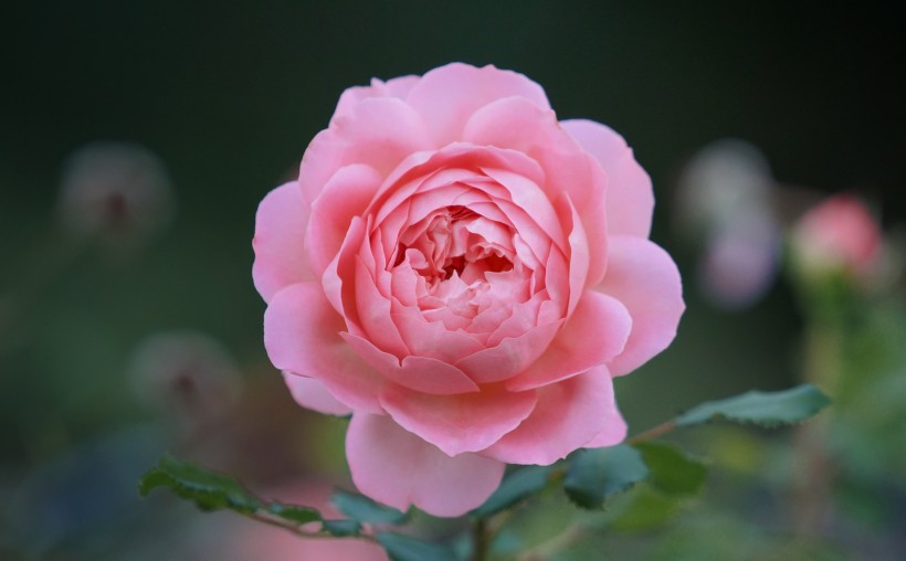 点击大图看下一张：粉红的玫瑰花图片