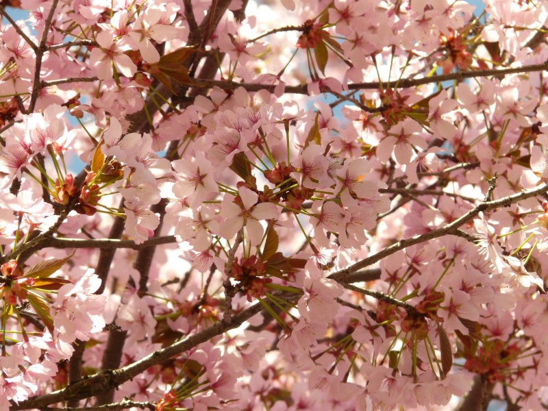 点击大图看下一张：粉红的樱花图片