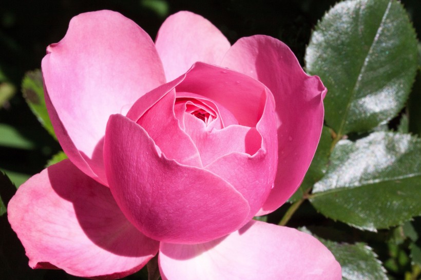 点击大图看下一张：淡雅的粉玫瑰图片