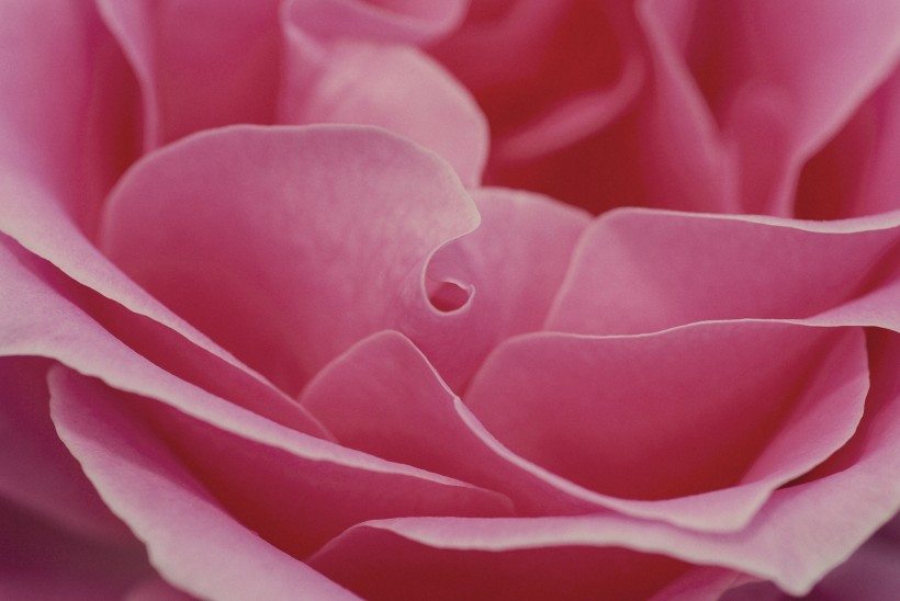点击大图看下一张：淡雅的粉玫瑰图片