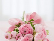 粉色的玫瑰花束图片_10张