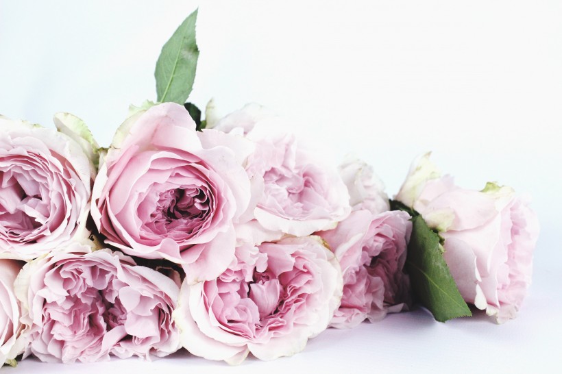 点击大图看下一张：粉色的玫瑰花束图片