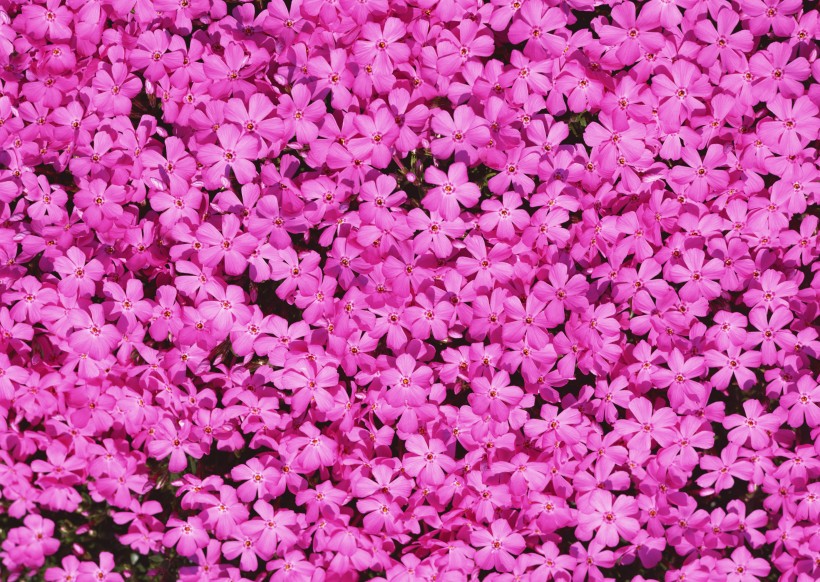 点击大图看下一张：粉色花丛图片