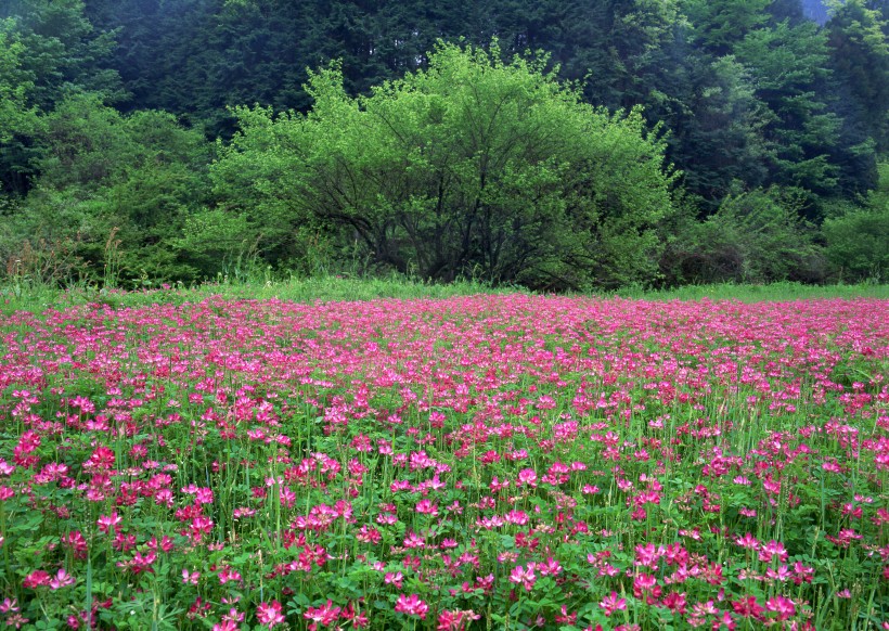 点击大图看下一张：粉色花丛图片