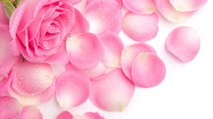点击大图看下一张：爱情之花粉色玫瑰图片
