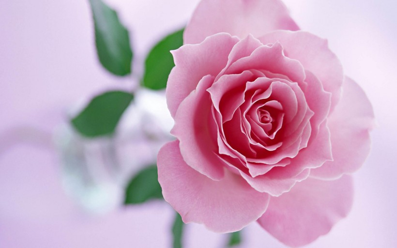 点击大图看下一张：粉色玫瑰图片