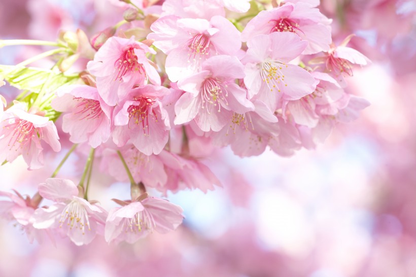 点击大图看下一张：嫩嫩的粉色樱花图片