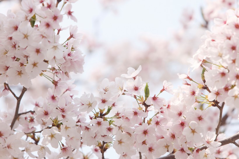 点击大图看下一张：嫩嫩的粉色樱花图片