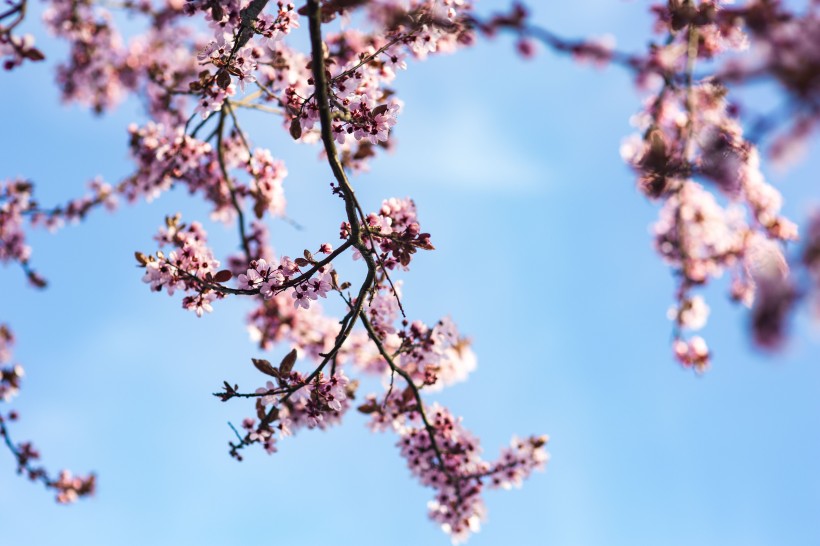 点击大图看下一张：绽放的粉色樱花图片