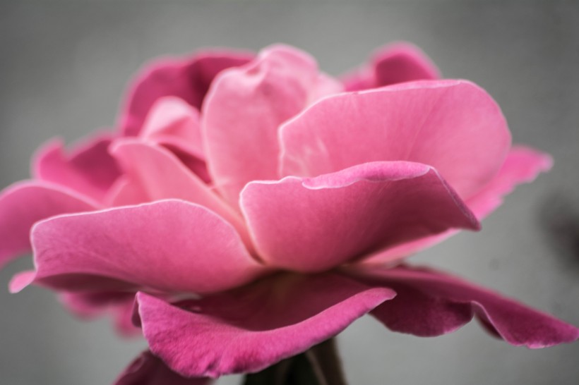 点击大图看下一张：粉色的玫瑰图片
