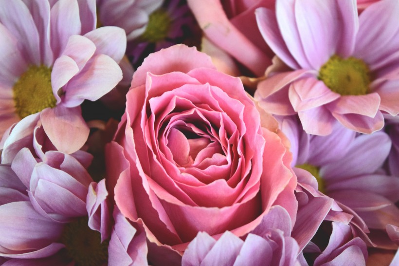 点击大图看下一张：粉色的玫瑰图片