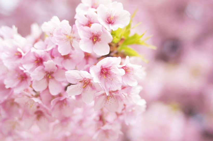 点击大图看下一张：粉艳的樱花图片