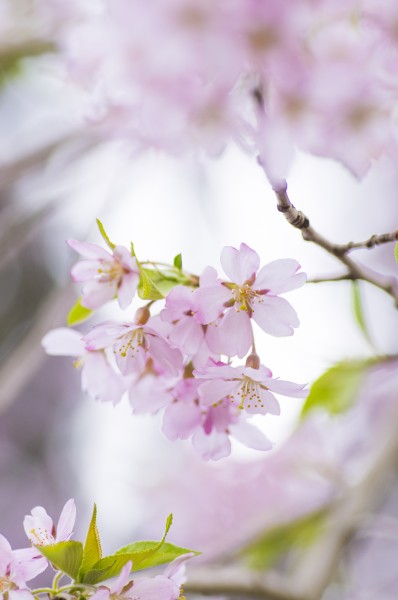 点击大图看下一张：粉艳的樱花图片