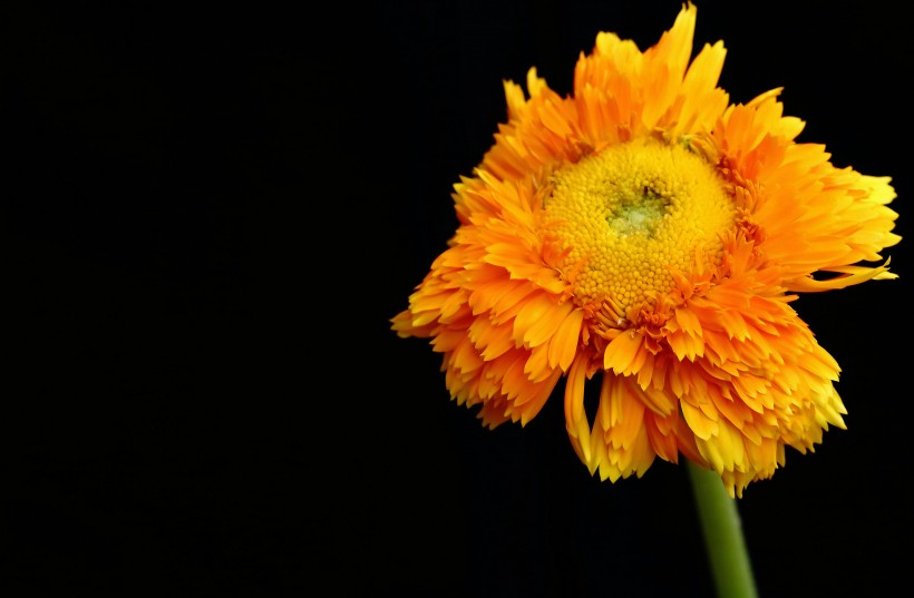 点击大图看下一张：黄色的小菊花图片