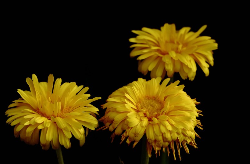 点击大图看下一张：黄色的小菊花图片