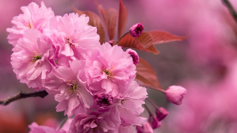 点击大图看下一张：春天鲜花摄影图片