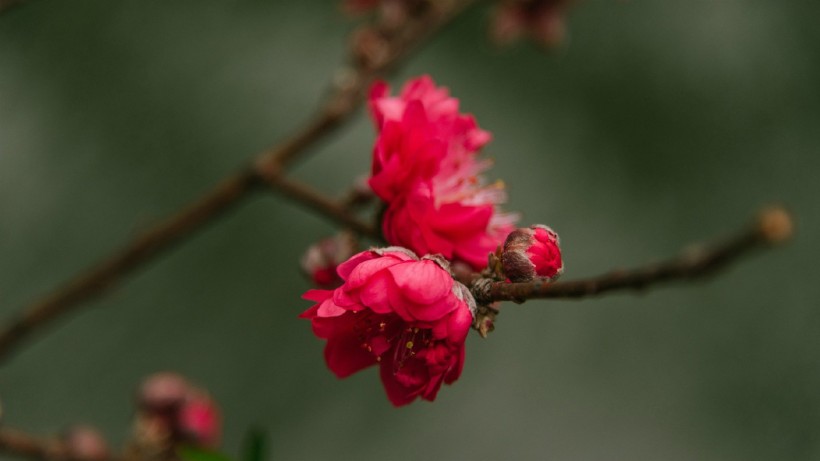 点击大图看下一张：春天鲜花摄影图片