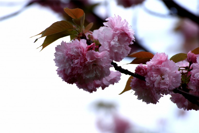 点击大图看下一张：复瓣樱花图片