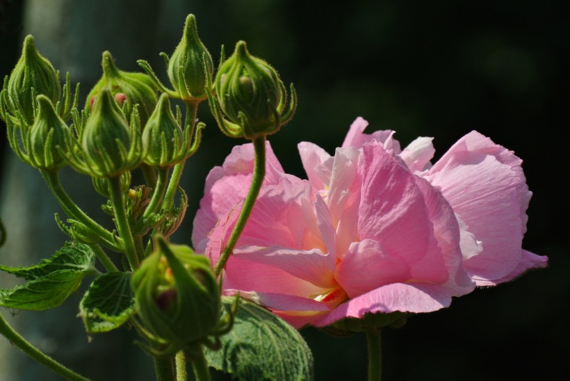 点击大图看下一张：芙蓉花图片