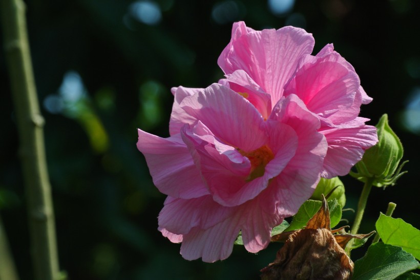 点击大图看下一张：芙蓉花图片