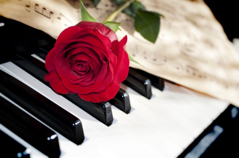点击大图看下一张：玫瑰花朵与钢琴图片