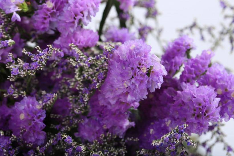 点击大图看下一张：漂亮的紫色干花图片
