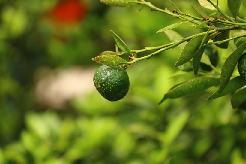 点击大图看下一张：绿色的小清新柑橘树图片