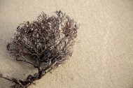 沙滩上死掉的干植物图片_12张