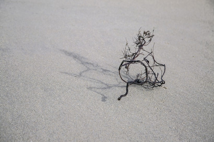 点击大图看下一张：沙滩上死掉的干植物图片