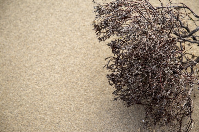 点击大图看下一张：沙滩上死掉的干植物图片