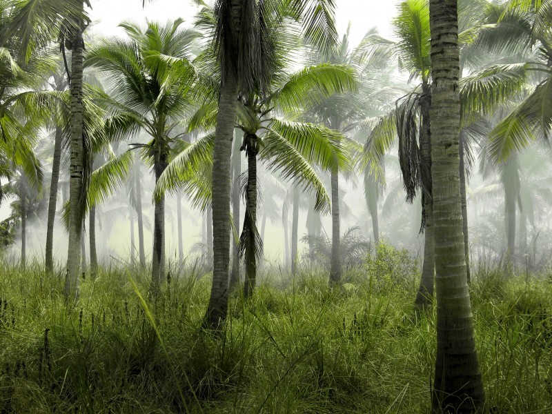 点击大图看下一张：挺拔高大的椰树图片