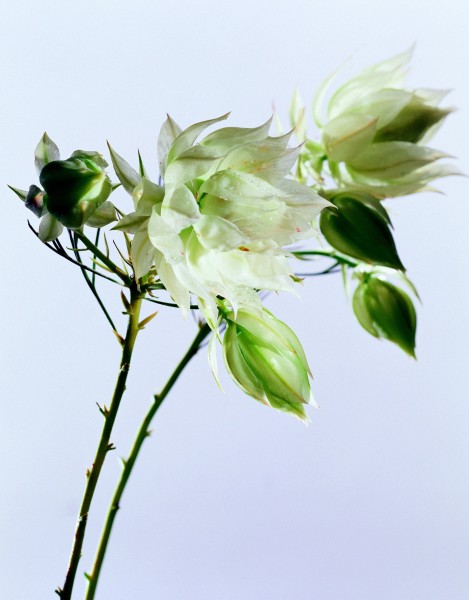 点击大图看下一张：高清白色花朵图片
