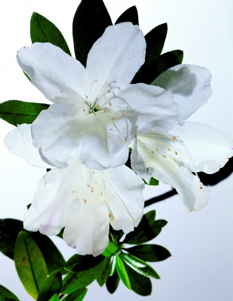 点击大图看下一张：高清白色花朵图片