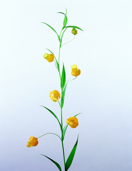 点击大图看下一张：高清黄色花朵图片