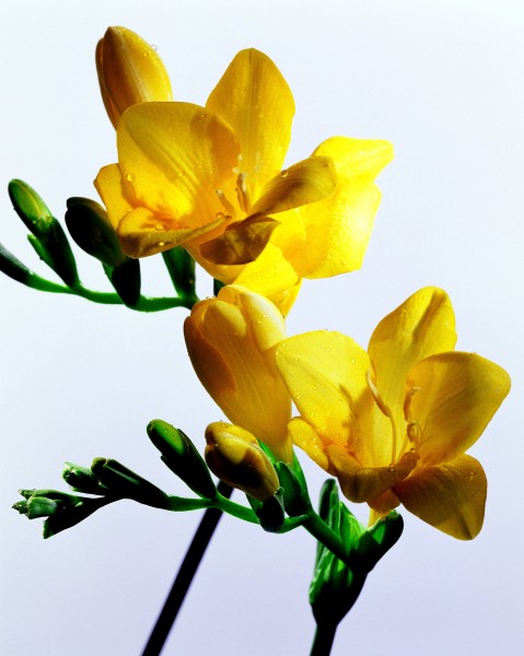 点击大图看下一张：高清黄色花朵图片