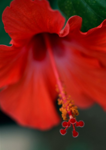 点击大图看下一张：高清近距离花朵图片