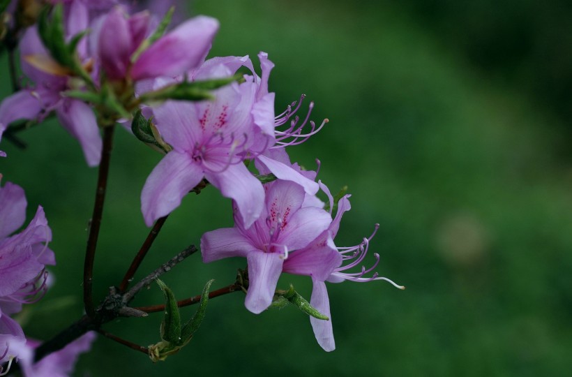 点击大图看下一张:俊俏的高山杜鹃图片