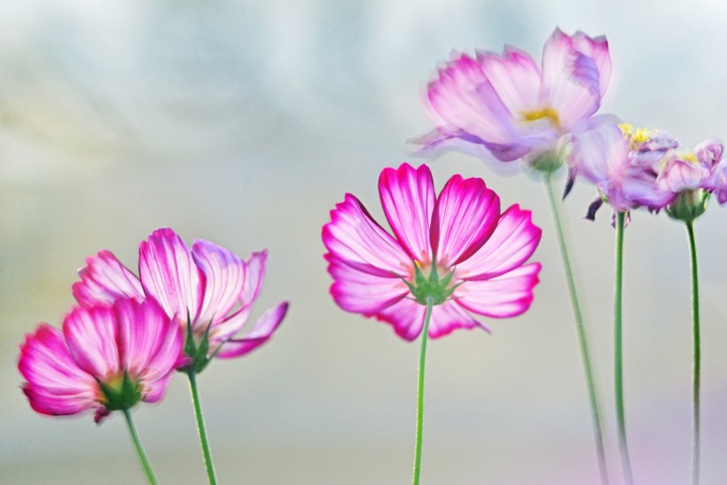 点击大图看下一张：清新波斯菊花卉图片