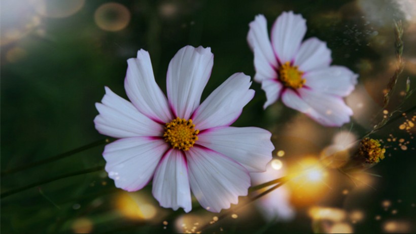 点击大图看下一张：多彩的大波斯菊花卉图片