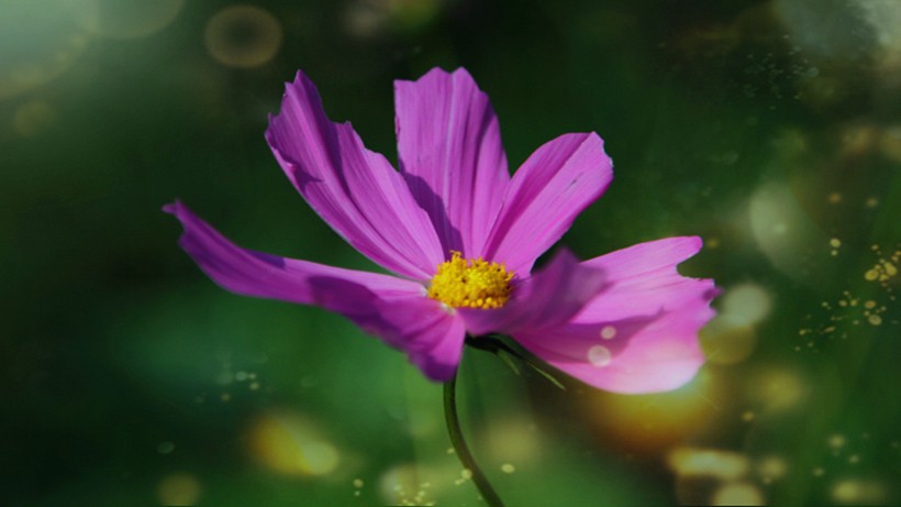 点击大图看下一张：多彩的大波斯菊花卉图片