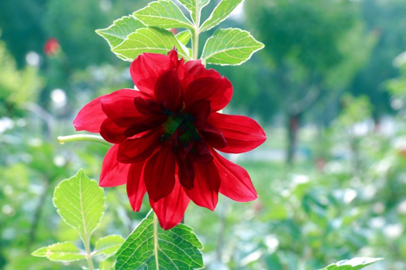 点击大图看下一张：红色娇艳大丽花花卉图片
