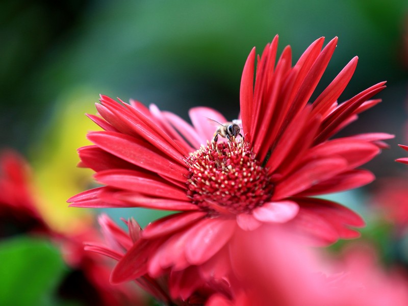 点击大图看下一张：靓丽的非洲菊花卉图片